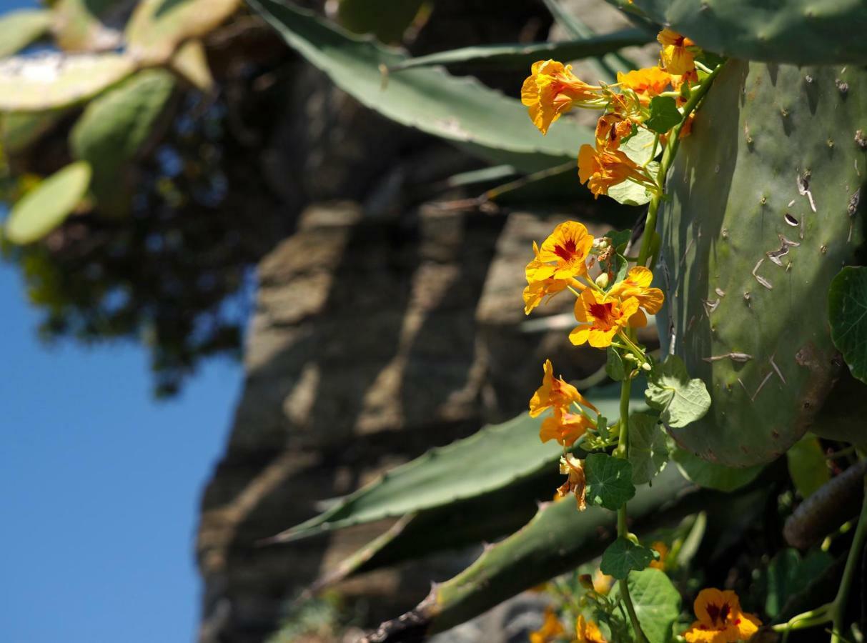 ריומאג'ורה Agave Room Rental מראה חיצוני תמונה